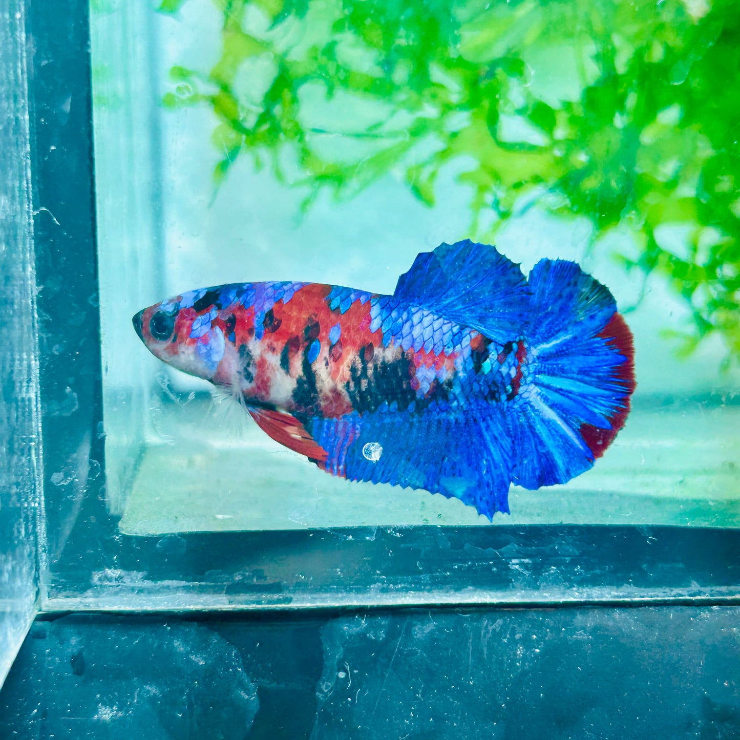 Plakat Red Koi Galaxy Female Betta #170