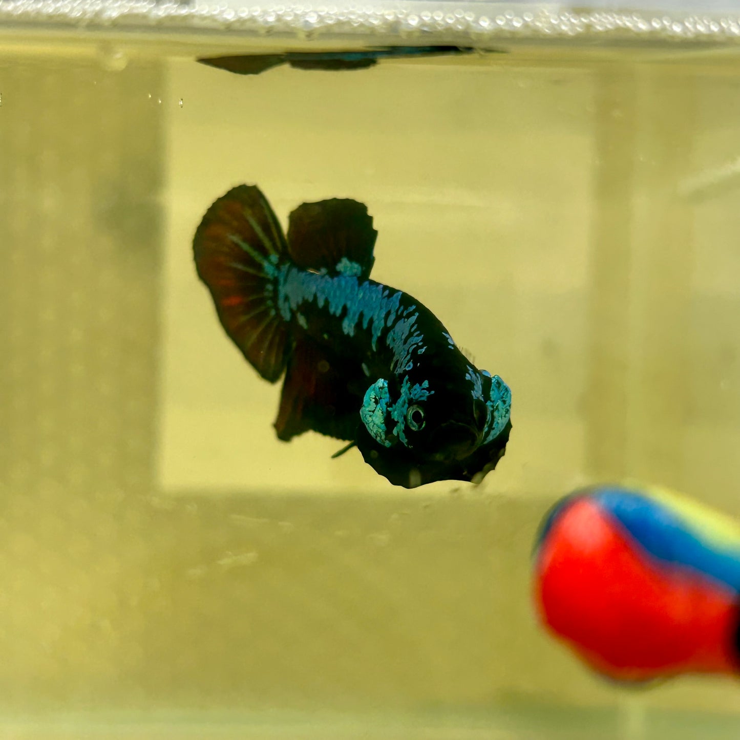 Blue Samurai Plakat - Male betta 151