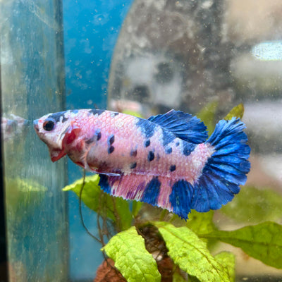 Plakat Koi Candy Female Betta #049