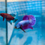 Betta Male Plakat Purple Pink #A03