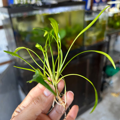 CRYPTOCORYNE LUCENS