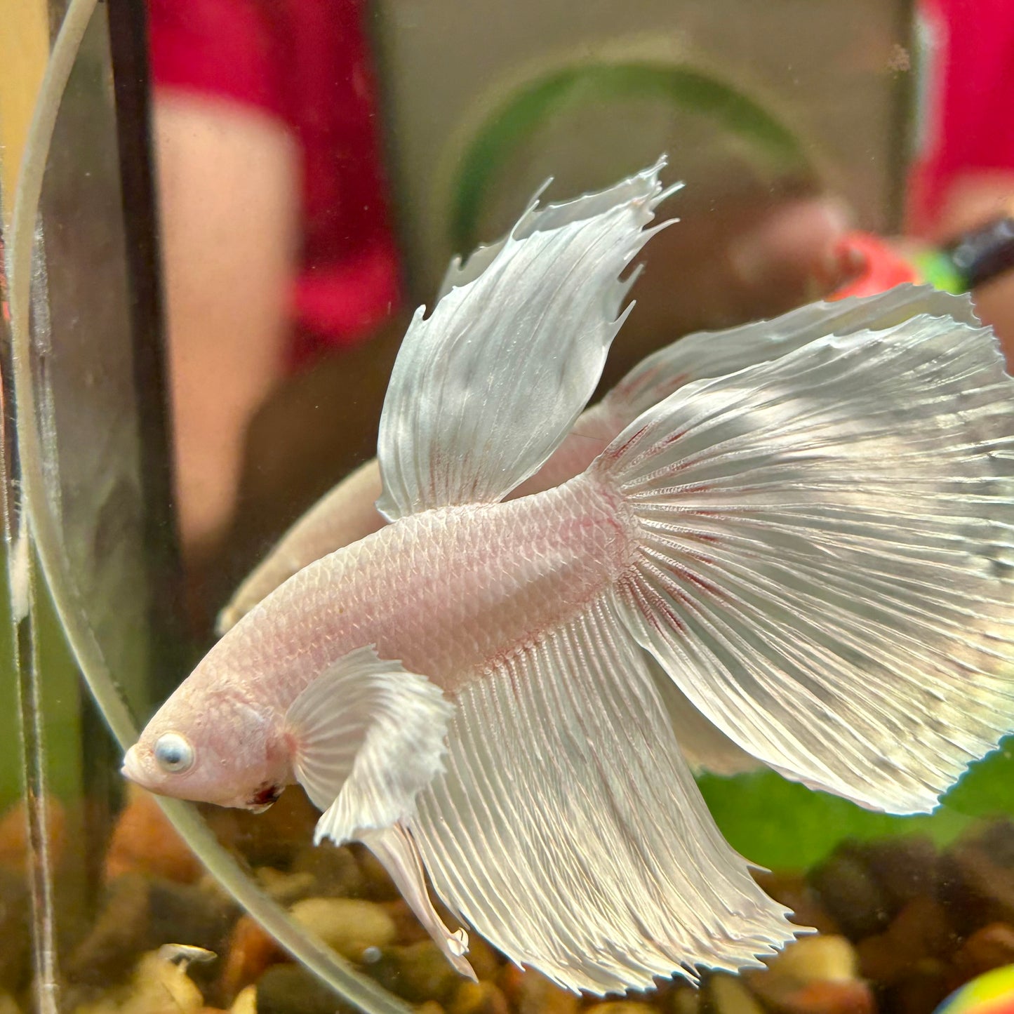 Dumbo White Soft Pink Halfmoon - Male Betta 050