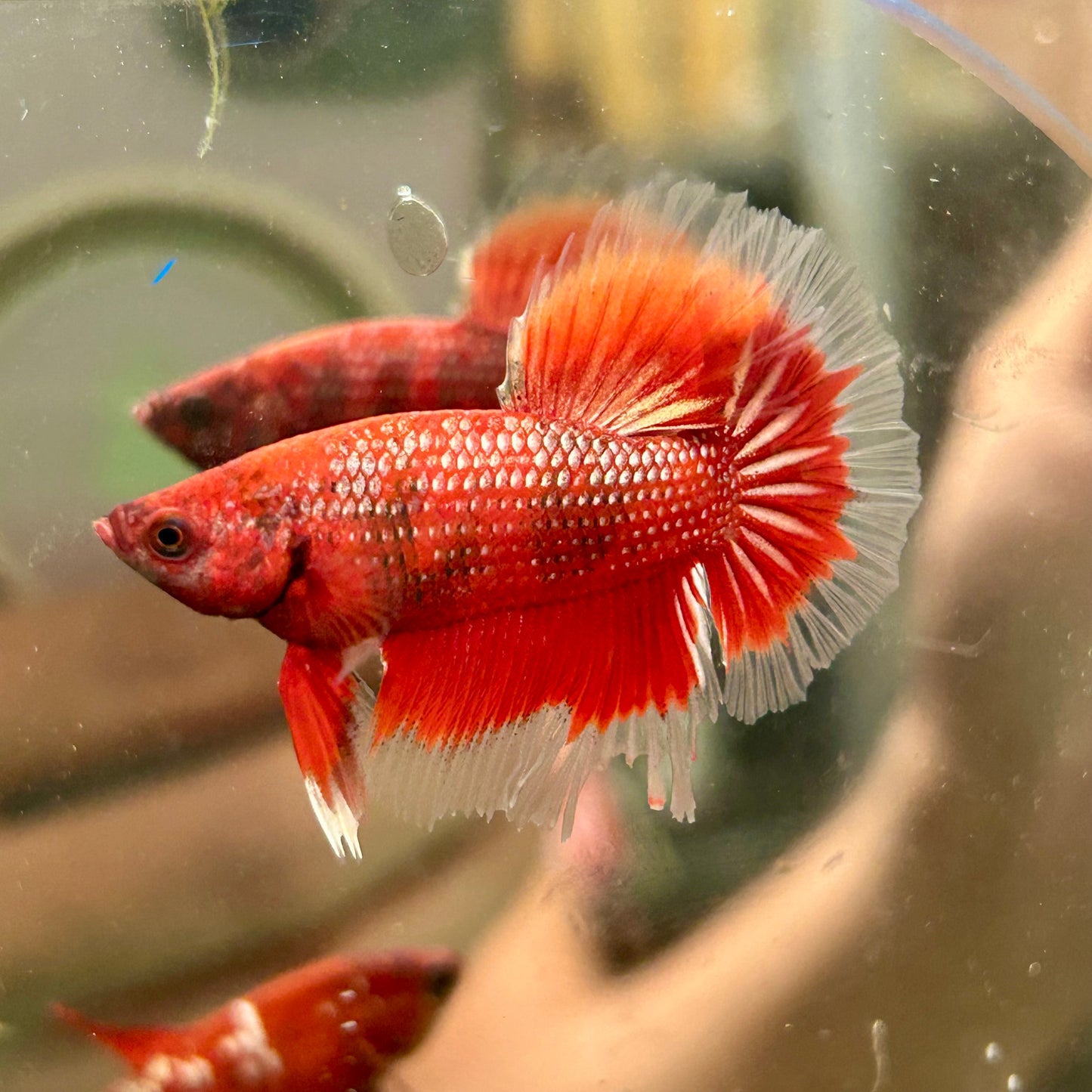 Red Fancy Halfmoon - Male Betta 090