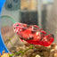 Koi Red Galaxy Plakat - Female Betta 019