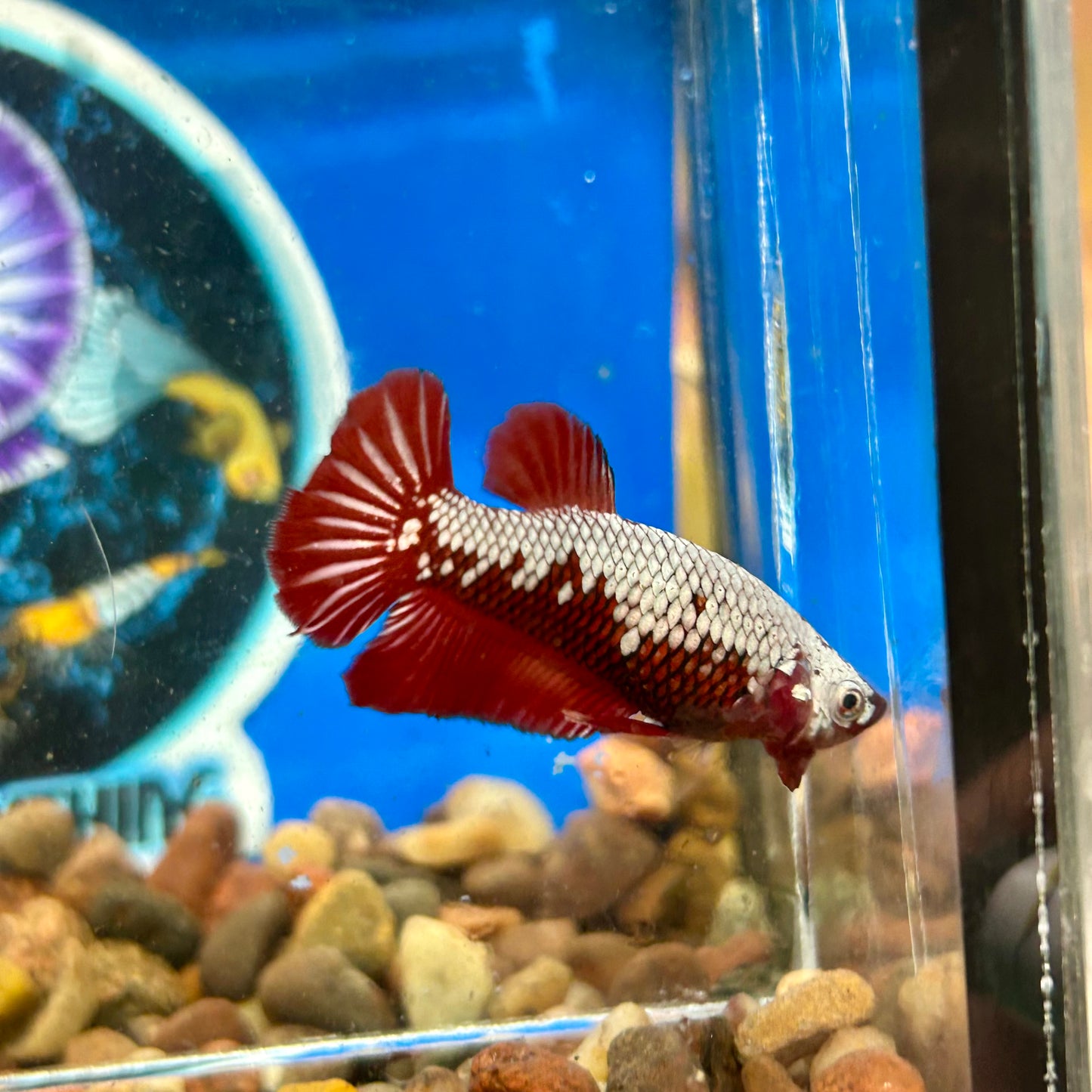 Red Samurai Plakat - Female Betta 137