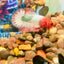 Orange Fancy Copper FCCP - Male Betta 199