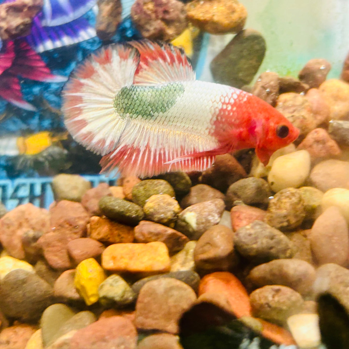 Orange Fancy Copper FCCP - Male Betta 199