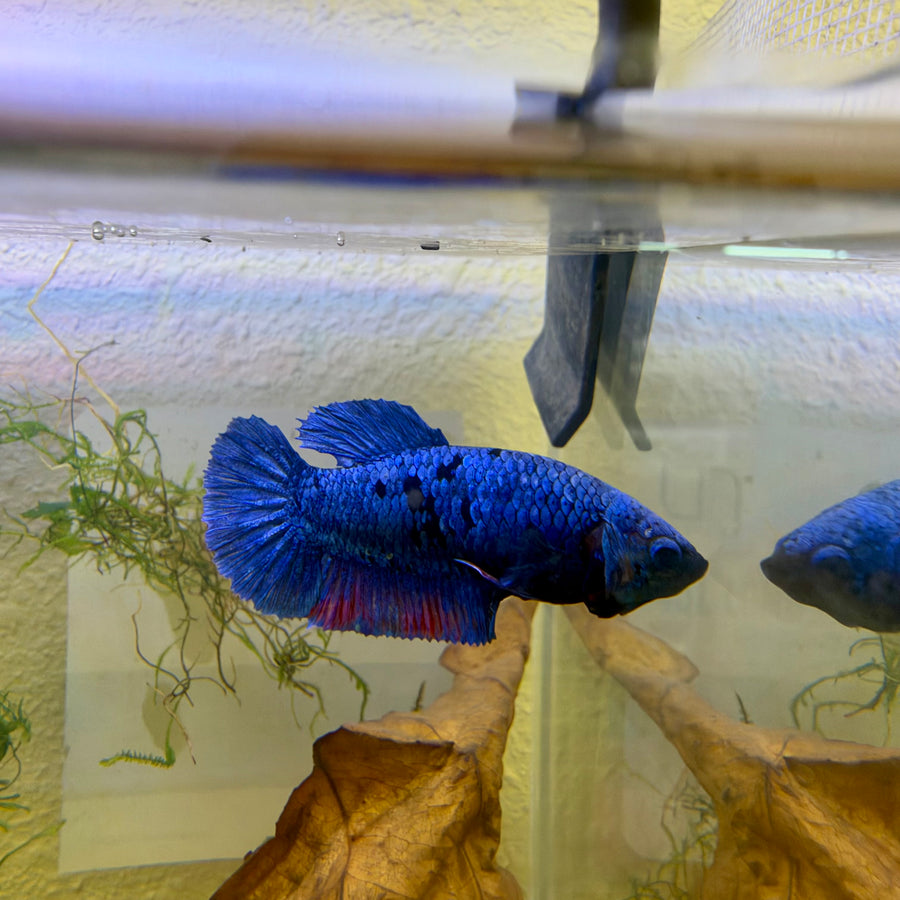 Plakat Avatar Blue Female Betta #Jul31