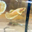 Dumbo Gold Vanda Plakat - Female Betta 145