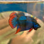 Wild Imbellis Blue - Male Betta 089