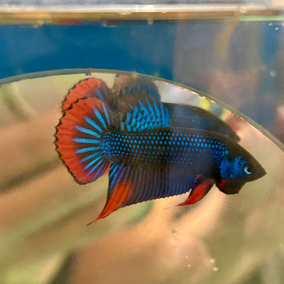 Wild Imbellis Blue - Male Betta 089