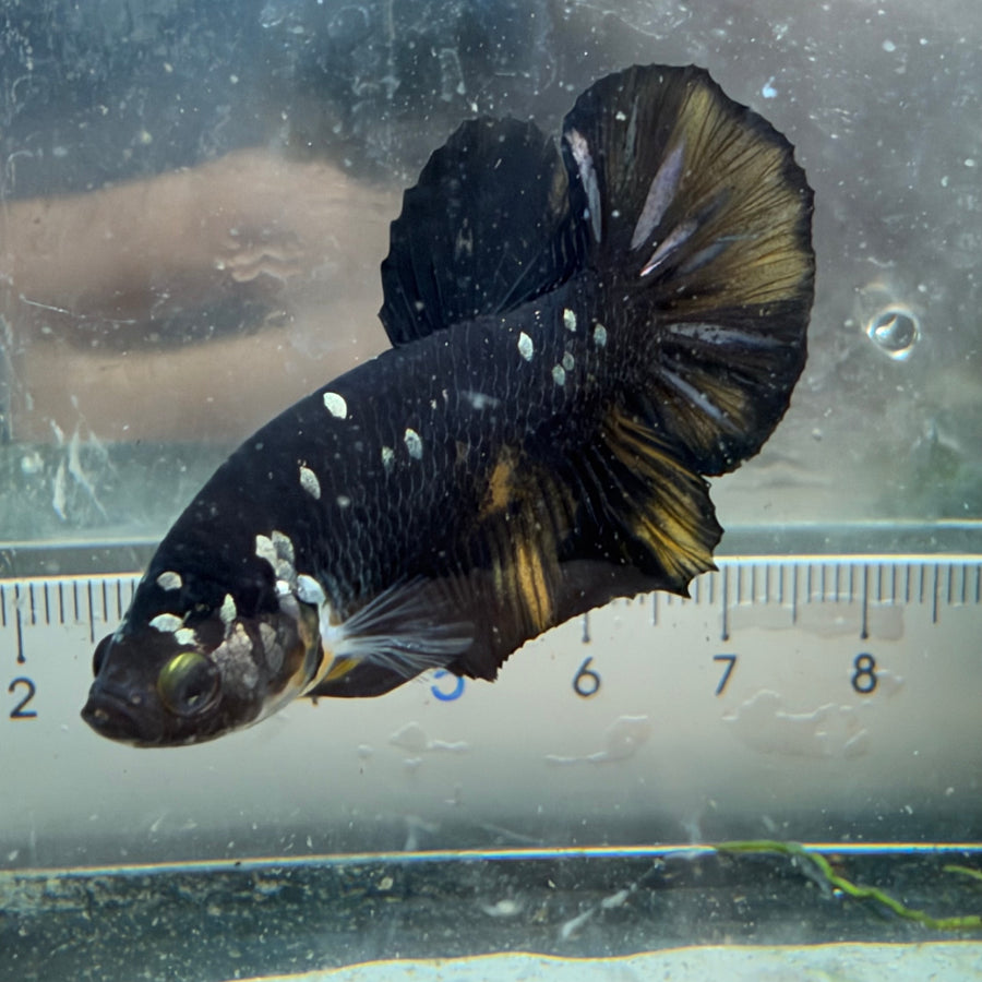 Plakat Bumble Bee Yellow Male Betta #Au25