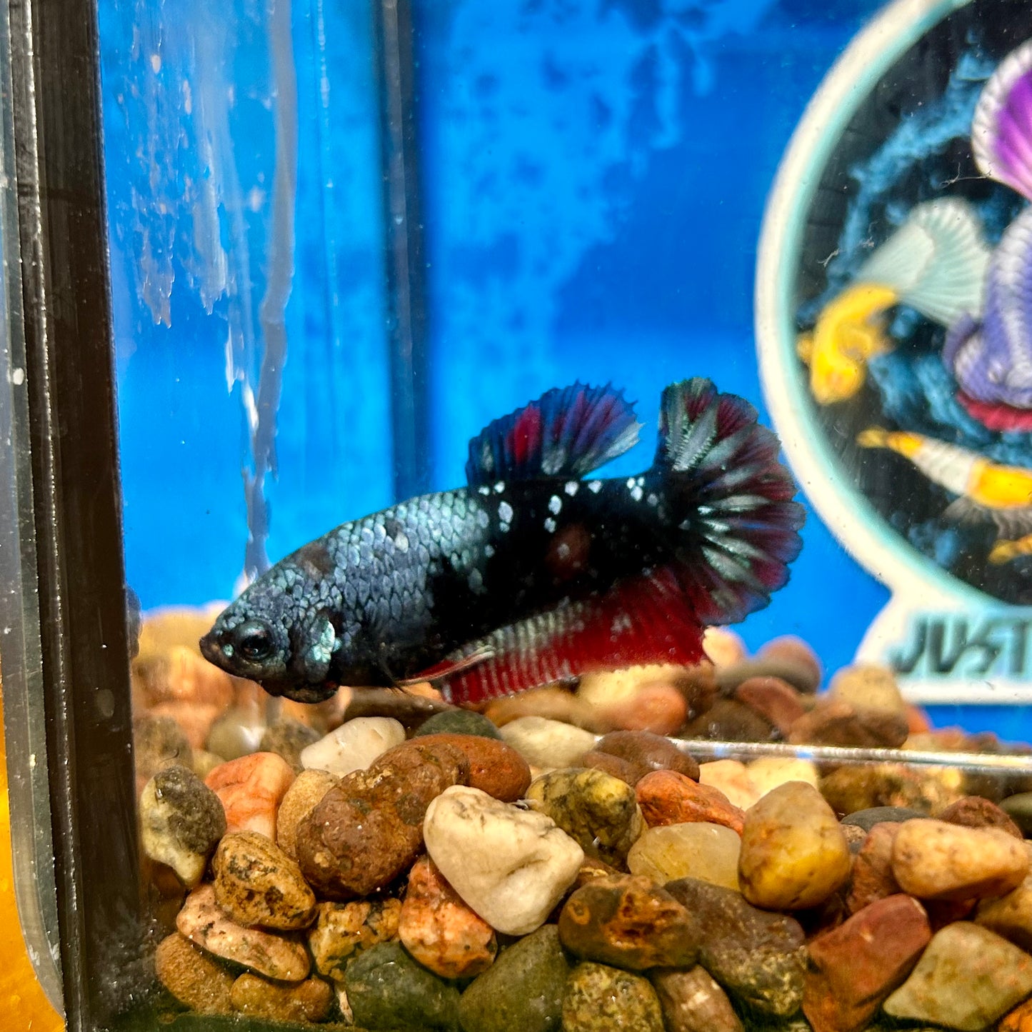 Avarta  Plakat - Female Betta 119