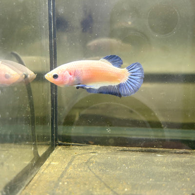 Blue Rim Plakat - Female betta 069