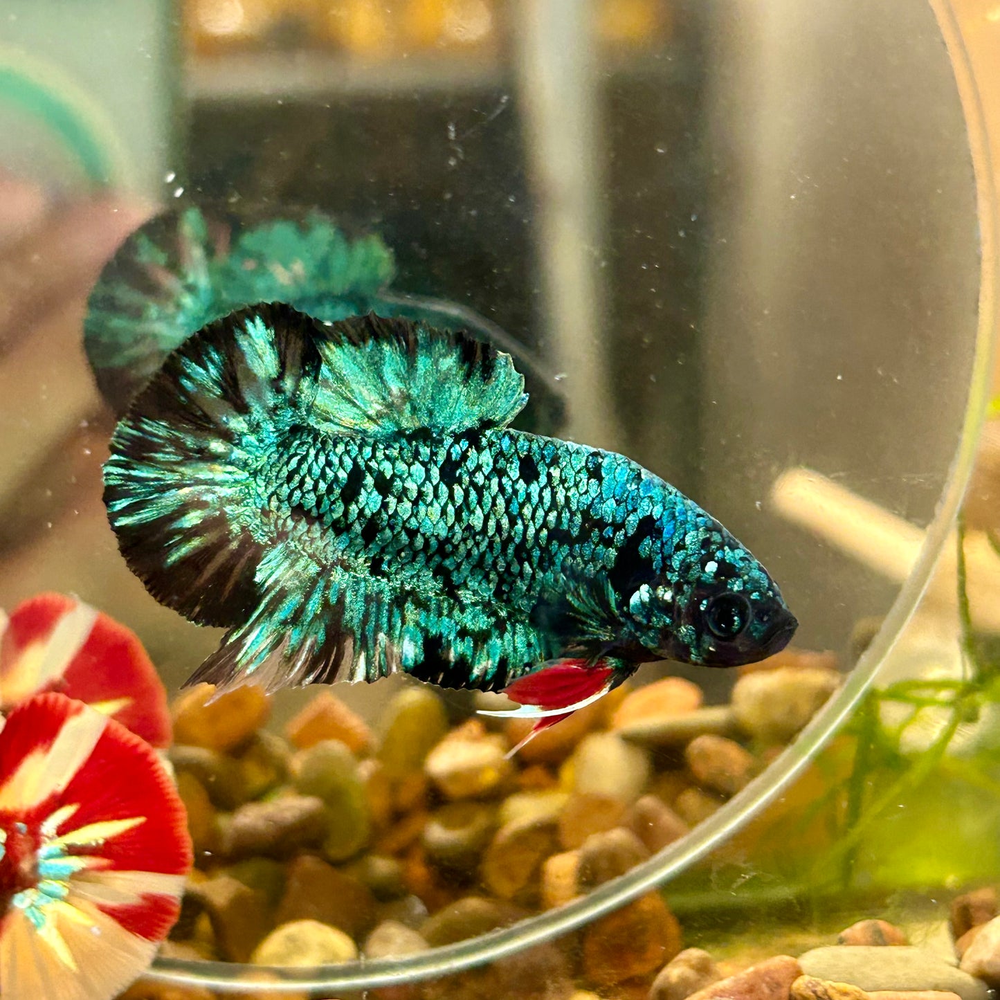 Avarta Green Plakat - Male Betta 072