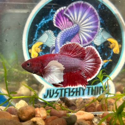 Dumbo Lavender Plakat - Male Betta 048