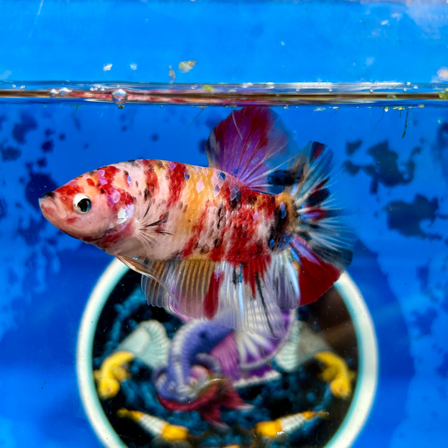 Giant multicolor  metallic Plakat - Male Betta 052 BO 5cm