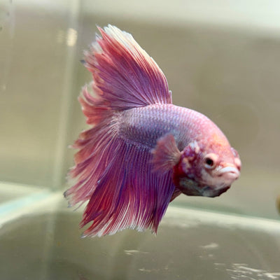 Purple Pink Halfmoon - Male Betta 180