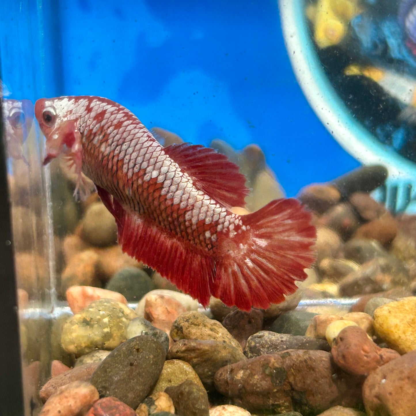 Red Samurai Plakat - Female Betta 086