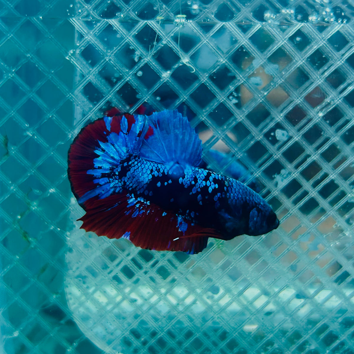 Plakat Avatar Nebula Male Betta #088