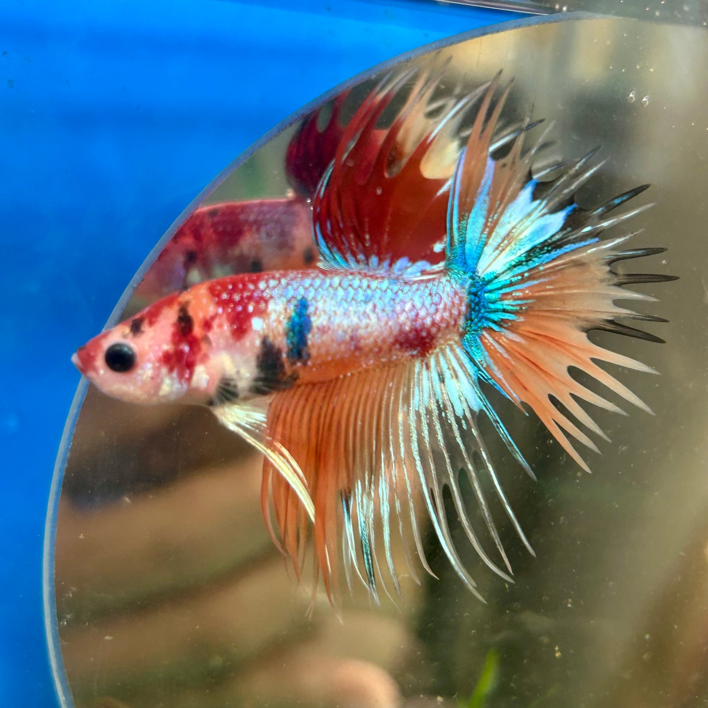 Multicolor Koi Crowntail - Male Betta 129