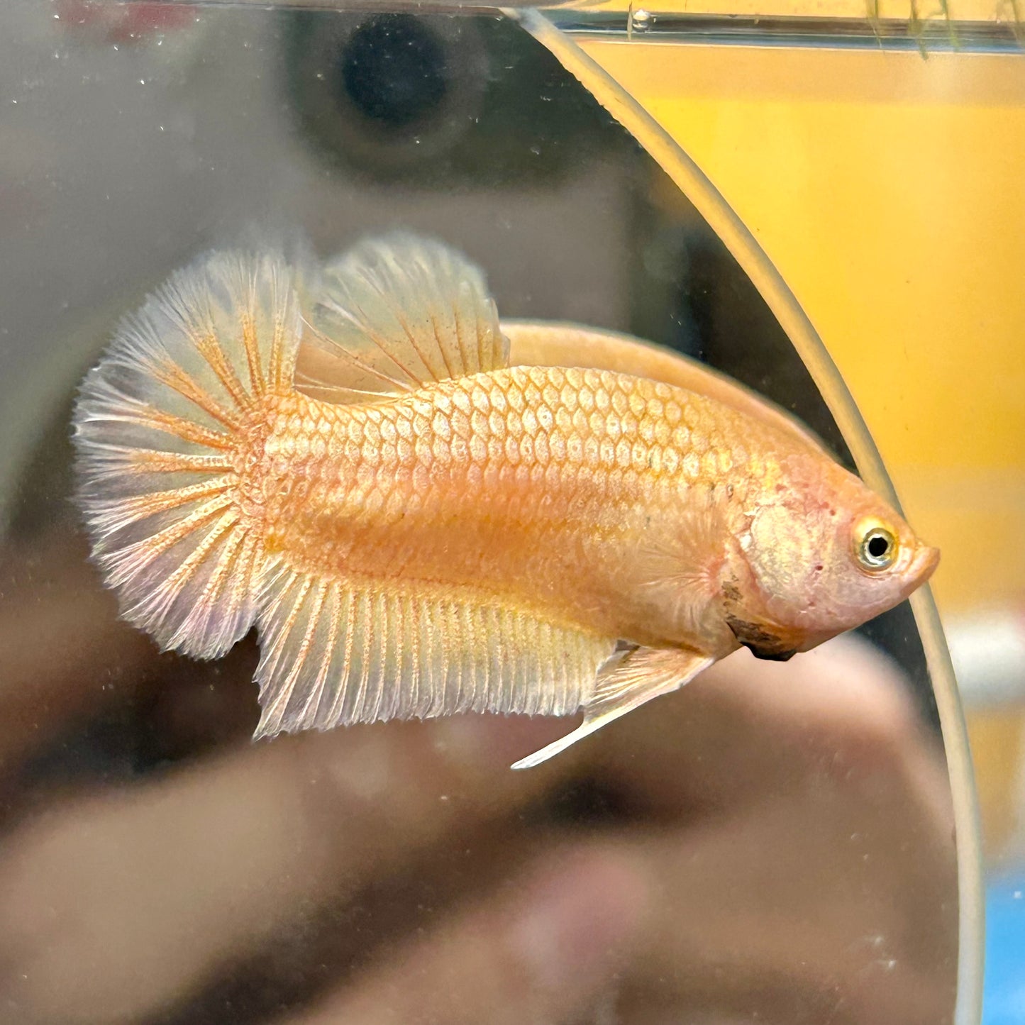 Gold Vanda Plakat - Female Betta 150