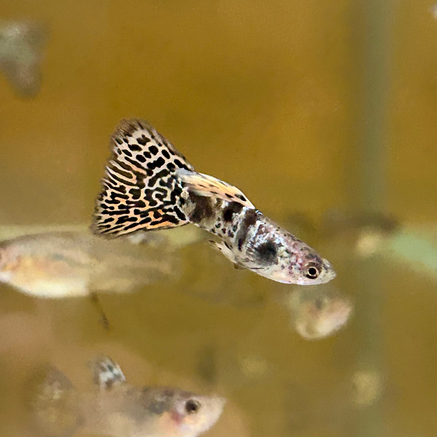 Yellow King Cobra Guppy