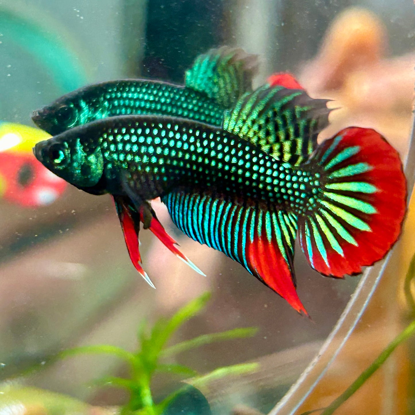 Wild Imbellis Green - Male Betta 056