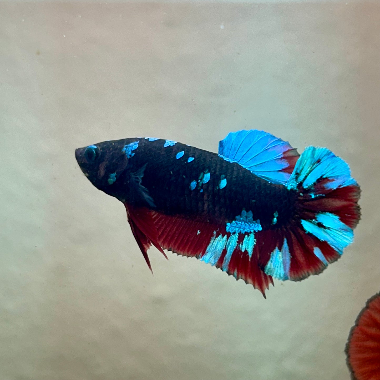 Avarta Nebula Plakat - Female Betta 195