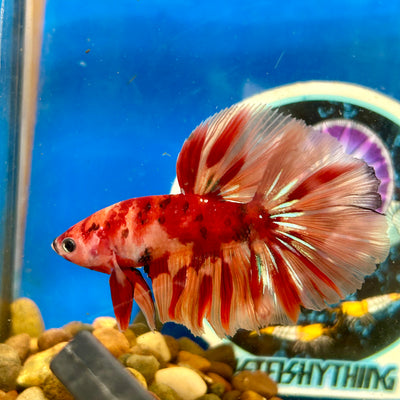 Nemo Koi  Halfmoon - Male Betta 115