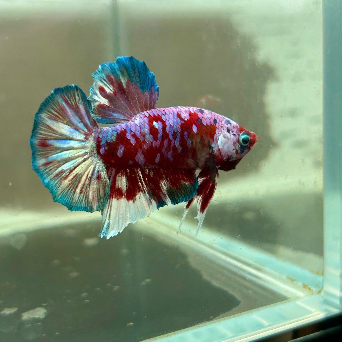 Red Snow Barongsai Plakat - Male Betta 184