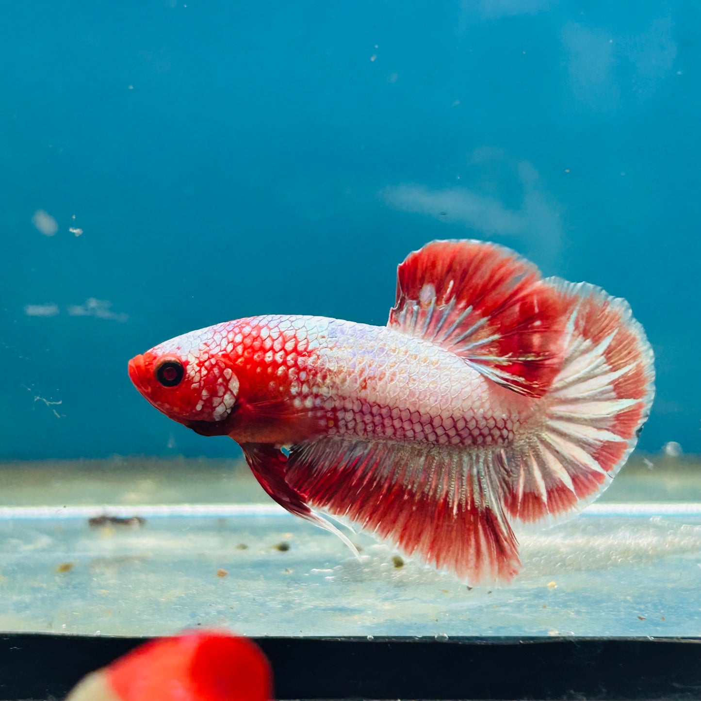 Red Fancy Copper Plakat - Male Betta 066
