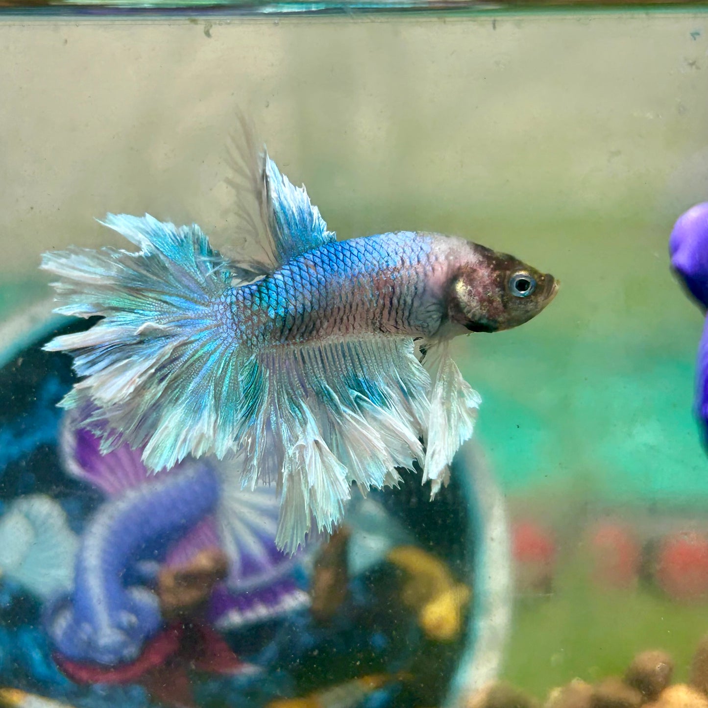 Blue Butterfly Feather Tail- Male Betta 197 (nipped fin)