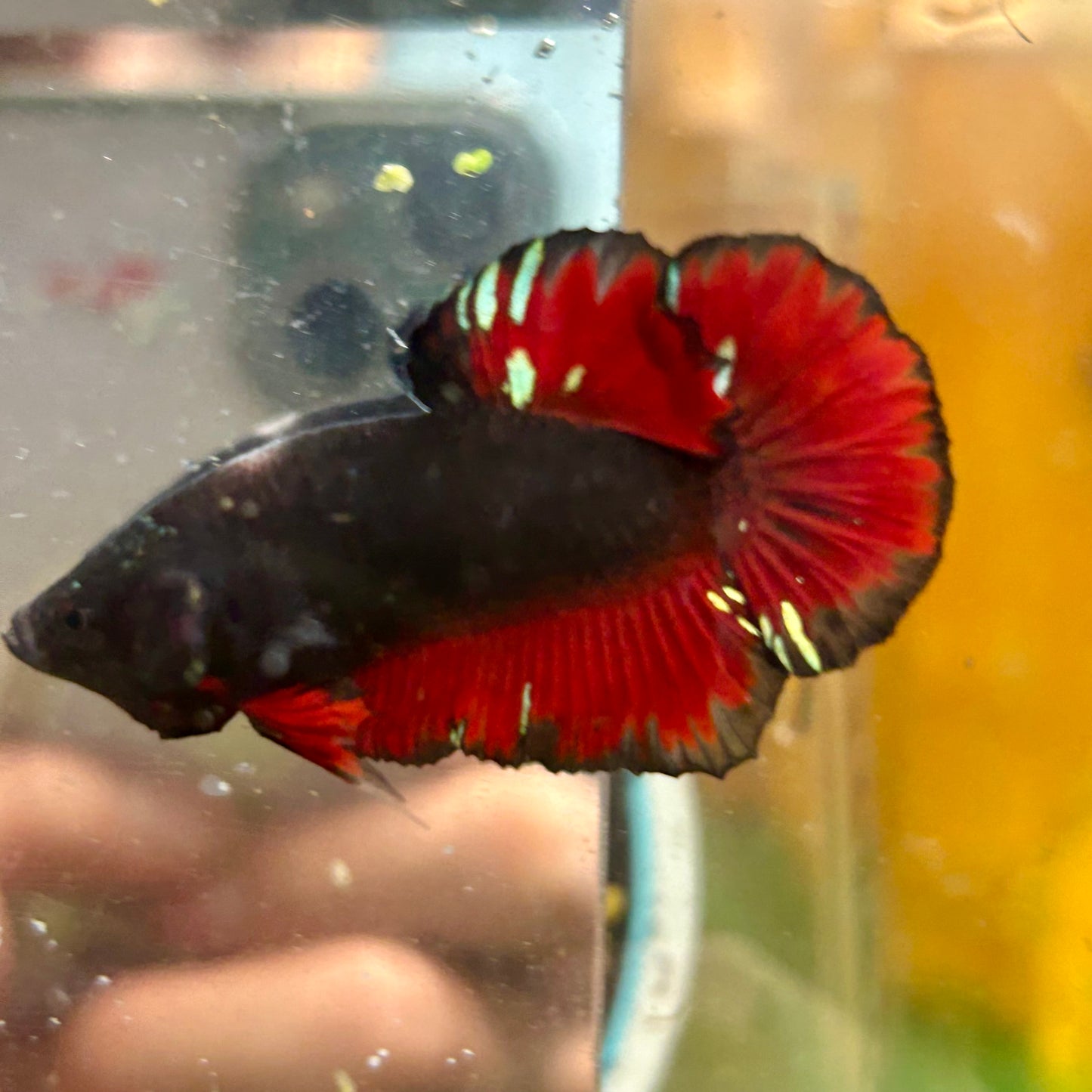 Avarta Vampire Plakat - Male Betta 083