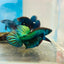 Wild Mahachai Green Male Betta Fish #079