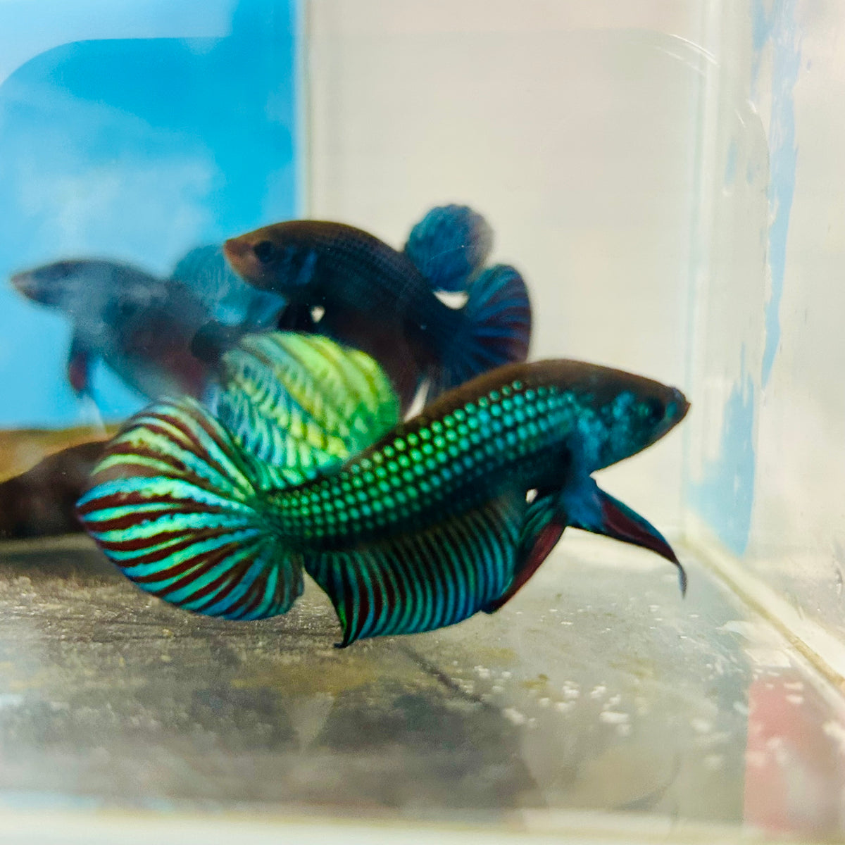 Wild Mahachai Green Male Betta Fish #079
