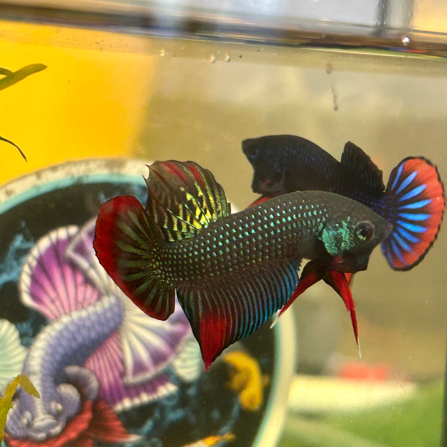 Wild Imbellis Green - Male Betta 020