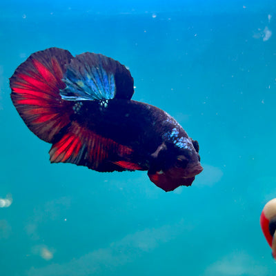 Avarta Nebula Plakat - Male Betta 122
