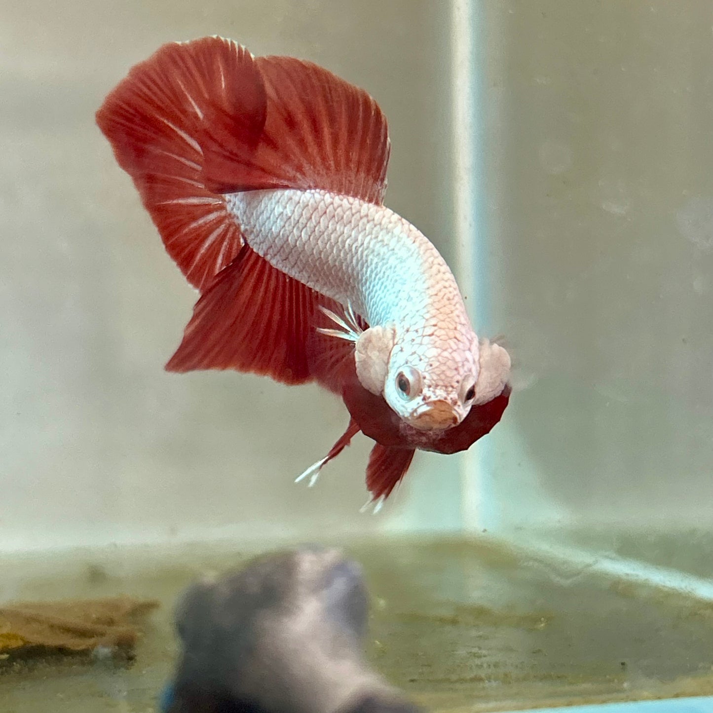 Red Dragon Plakat - Male Betta A100