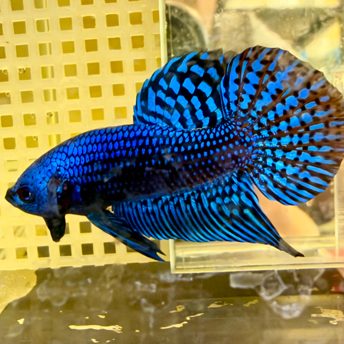 Wild Hybrid Alien Blue Male Betta #024