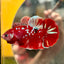 Koi Red Galaxy Gold Plakat - Male Betta 068