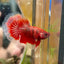 Red Fancy Halfmoon - Male Betta 090