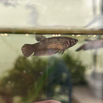 Copper Wild Mahachai - Female Betta