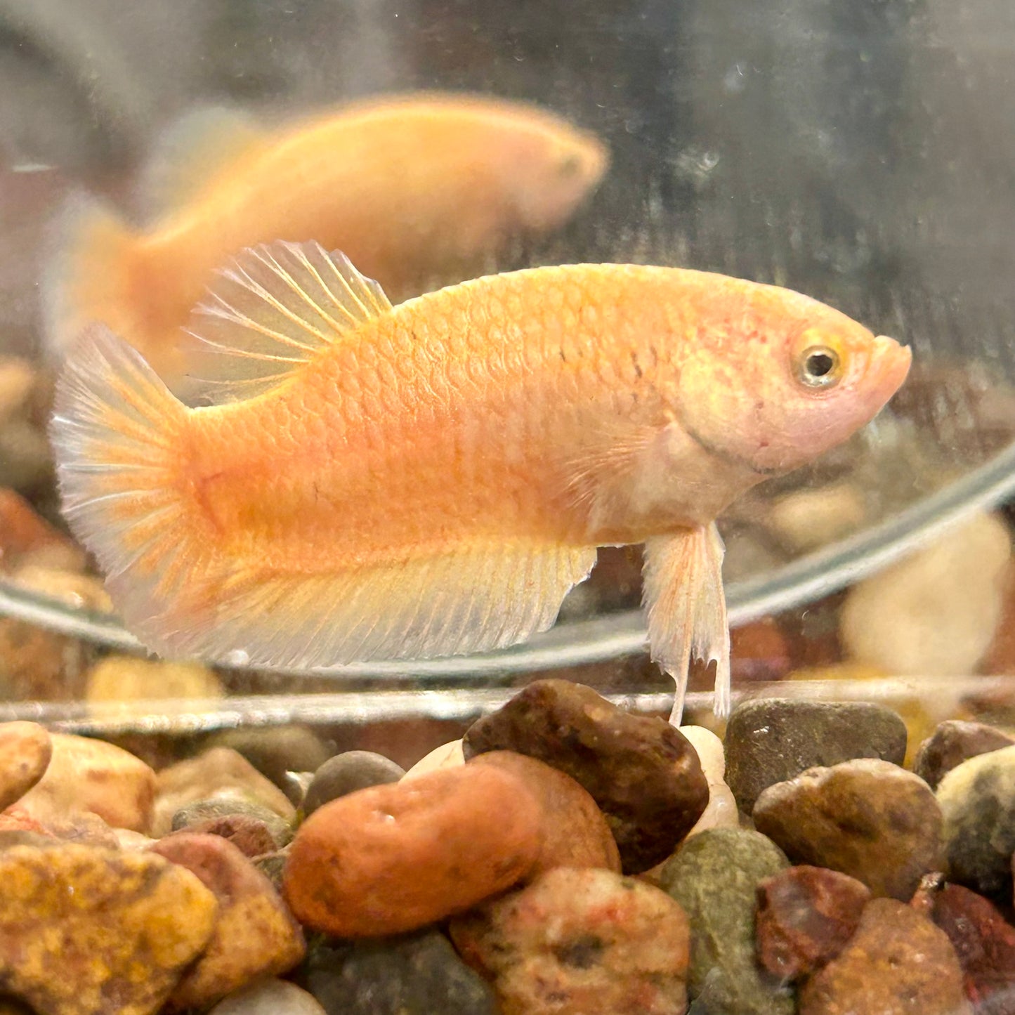 Gold Vanda Plakat - Female Betta 150