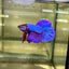 Purple Pink Halfmoon - Male Betta 029