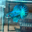 Blue Fancy Halfmoon - Male Betta 040