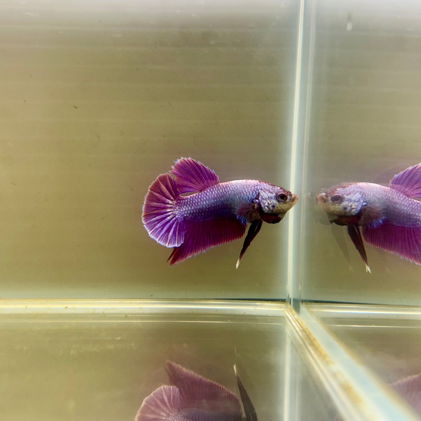 Purple Pink Plakat- Male Betta 043