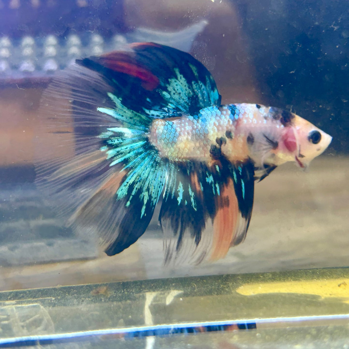 Multicolor Koi Halfmoon - Male Betta 138