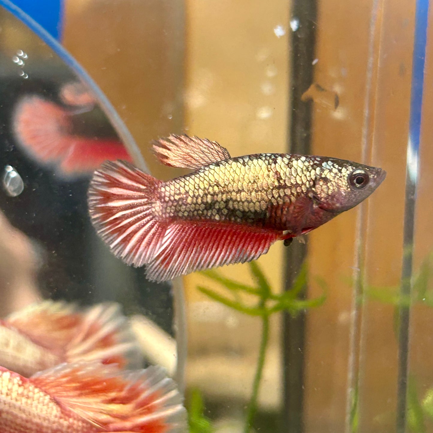 Red Copper Halfmoon - Female Betta 120