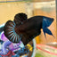 Super Black Plakat - Male betta 028